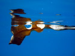 does macro-free floating count?

Leaf at the surface by Christine Huffard 